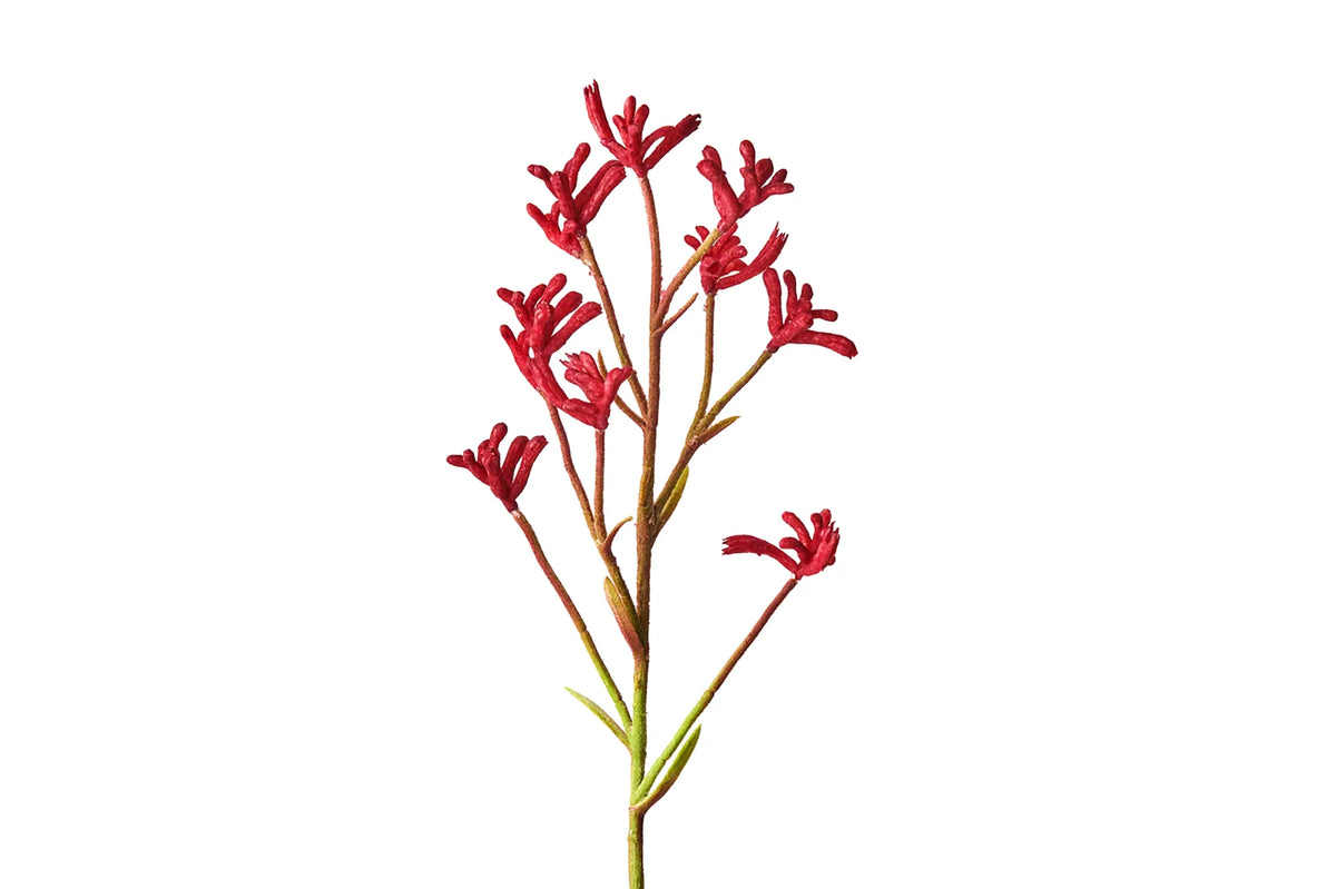 Aussie Kangaroo Paw  Grow Kit