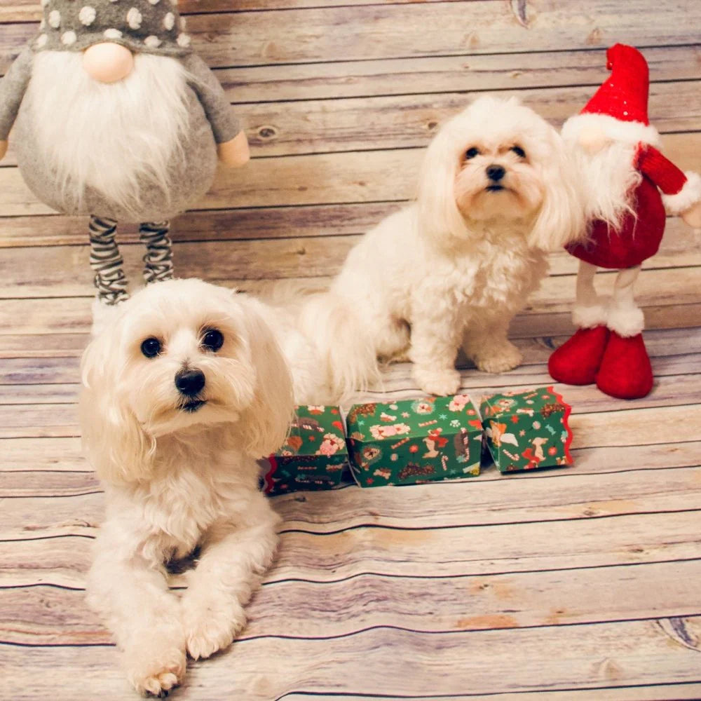 Dog Cracker Christmas